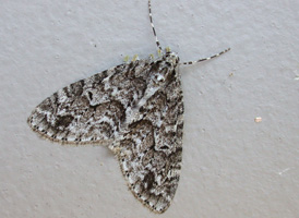 Mottled Gray Carpet